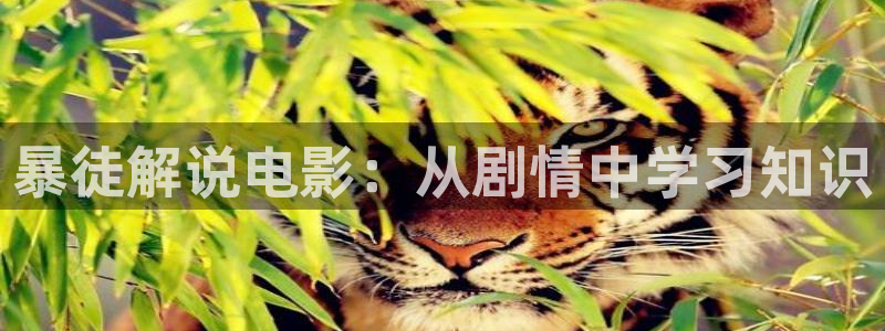 樱花视频手机版