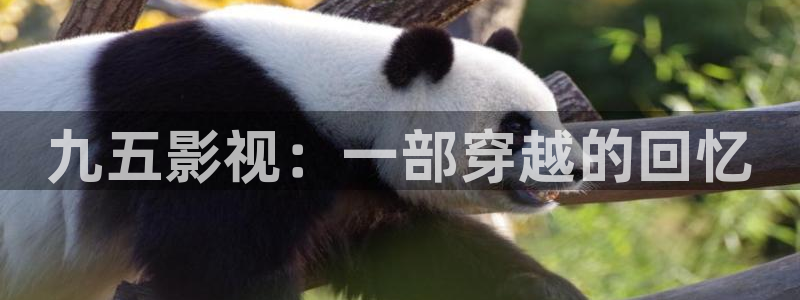樱花影院在线观看高清：九五影视：一部穿越的回忆